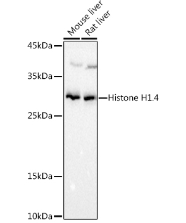 Histone H1.4 Rabbit Polyclonal Antibody