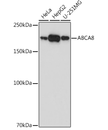 ABCA8 Rabbit Polyclonal Antibody