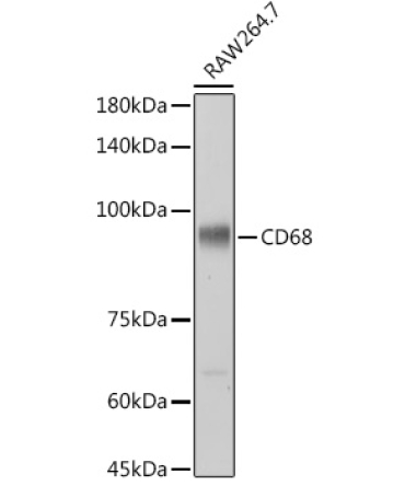 CD68 Rabbit Polyclonal Antibody