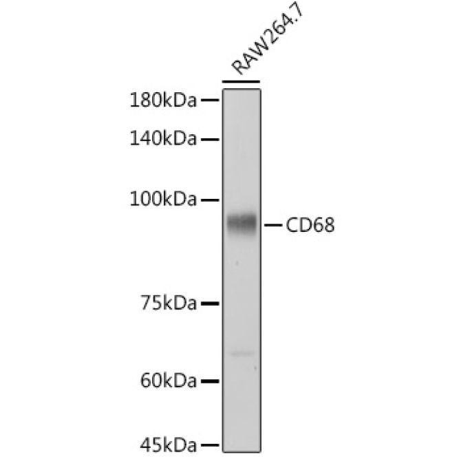 CD68 Rabbit Polyclonal Antibody