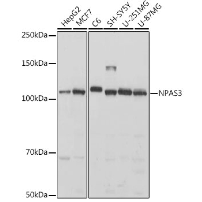NPAS3 Rabbit Polyclonal Antibody