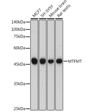 MTFMT Rabbit Polyclonal Antibody