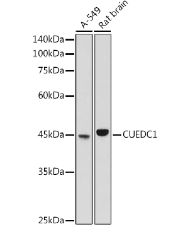 CUEDC1 Rabbit Polyclonal Antibody
