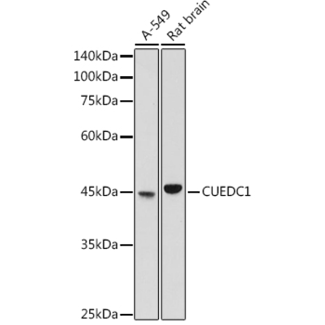 CUEDC1 Rabbit Polyclonal Antibody