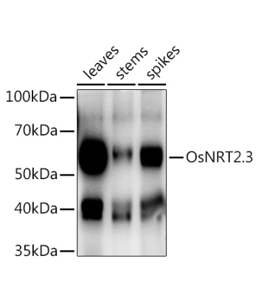 OsNRT2.3 Rabbit Polyclonal Antibody
