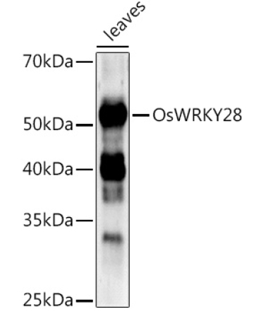 OsWRKY28 Rabbit Polyclonal Antibody