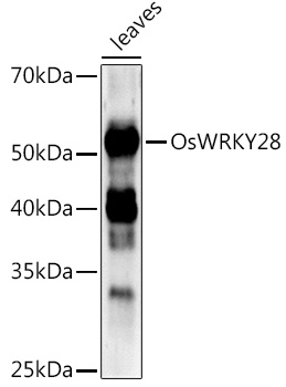 OsWRKY28 Rabbit Polyclonal Antibody