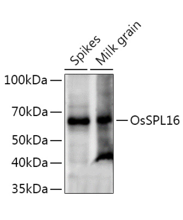 OsSPL16 Rabbit Polyclonal Antibody