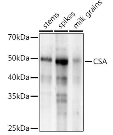 CSA Rabbit Polyclonal Antibody