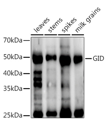 GID Rabbit Polyclonal Antibody