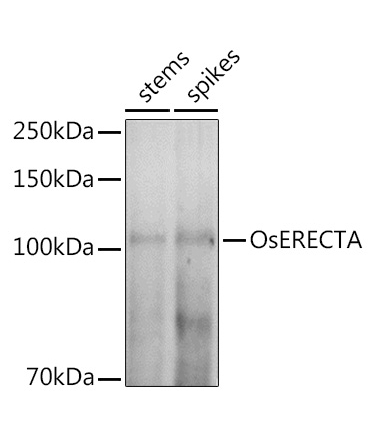 OsERECTA Rabbit Polyclonal Antibody