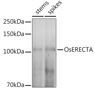 OsERECTA Rabbit Polyclonal Antibody