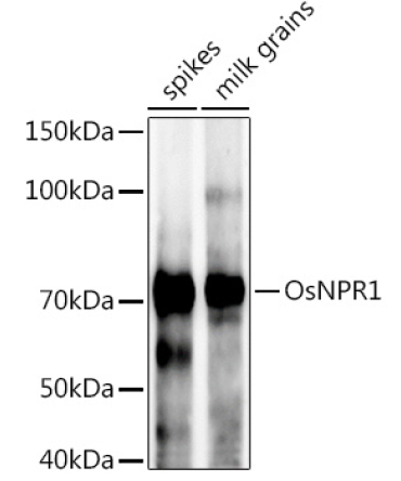 OsNPR1 Rabbit Polyclonal Antibody