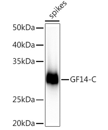 GF14-C Rabbit Polyclonal Antibody