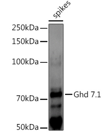 Ghd 7.1 Rabbit Polyclonal Antibody