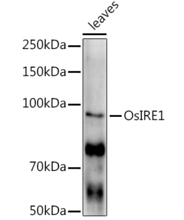 OsIRE1 Rabbit Polyclonal Antibody
