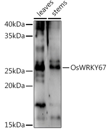 OsWRKY67 Rabbit Polyclonal Antibody