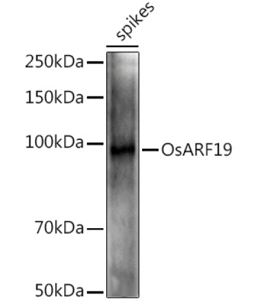 OsARF19 Rabbit Polyclonal Antibody