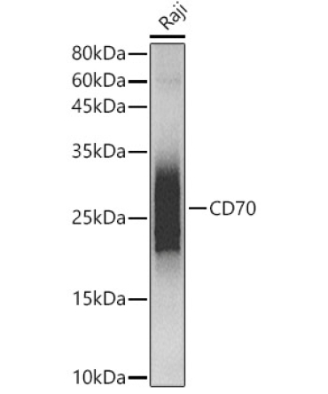 CD70 Rabbit Monoclonal Antibody