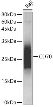 CD70 Rabbit Monoclonal Antibody