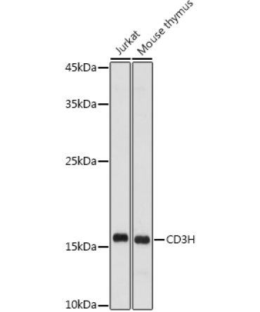 CD3H Rabbit Polyclonal Antibody