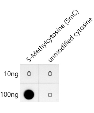 5-Methylcytosine (5mC) Rabbit Monoclonal Antibody