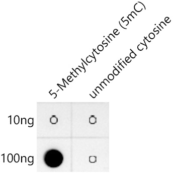 5-Methylcytosine (5mC) Rabbit Monoclonal Antibody