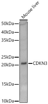 CDKN3 Rabbit Polyclonal Antibody