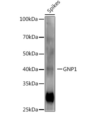 GNP1 Rabbit Polyclonal Antibody