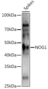 NOG1 Rabbit Polyclonal Antibody