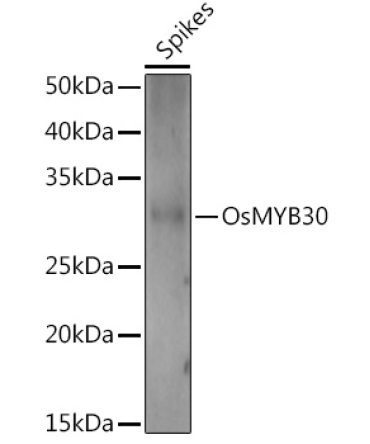 OsMYB30 Rabbit Polyclonal Antibody