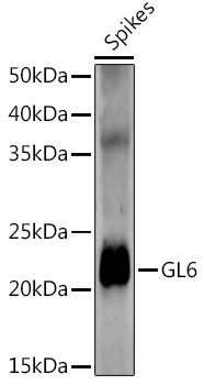 GL6 Rabbit Polyclonal Antibody