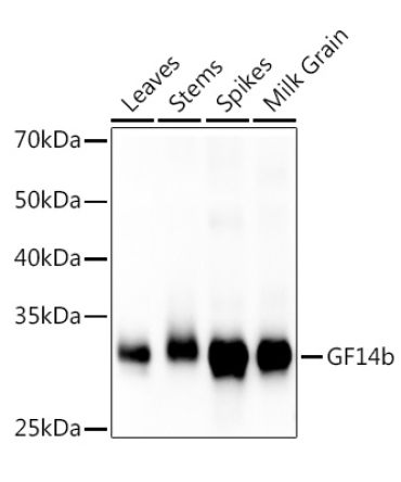 GF14b Rabbit Polyclonal Antibody