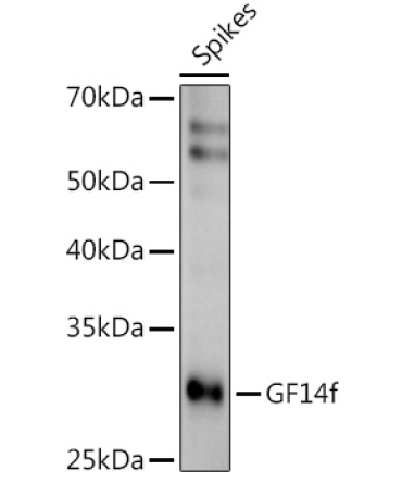 GF14f Rabbit Polyclonal Antibody
