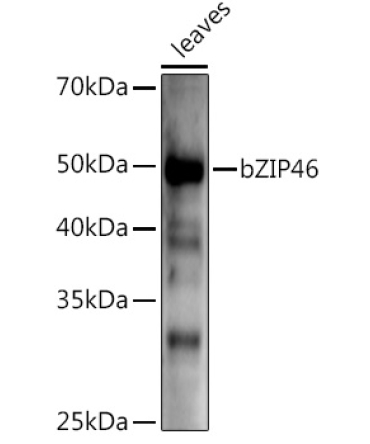 bZIP46 Rabbit Polyclonal Antibody
