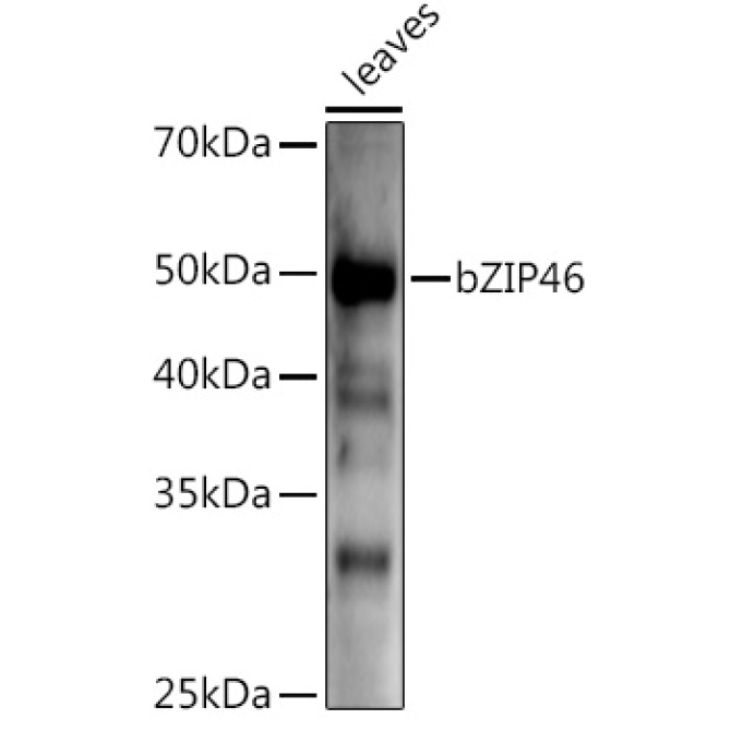 bZIP46 Rabbit Polyclonal Antibody