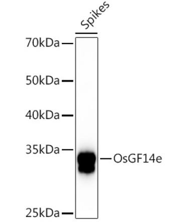 OsGF14e Rabbit Polyclonal Antibody