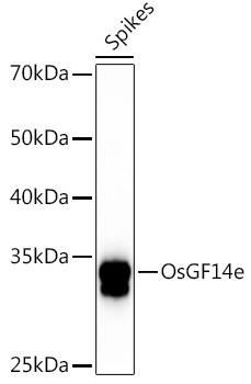 OsGF14e Rabbit Polyclonal Antibody