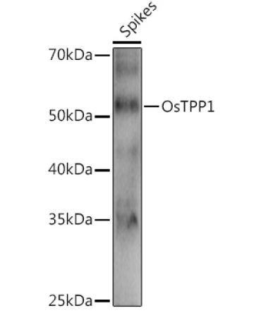 OsTPP1 Rabbit Polyclonal Antibody