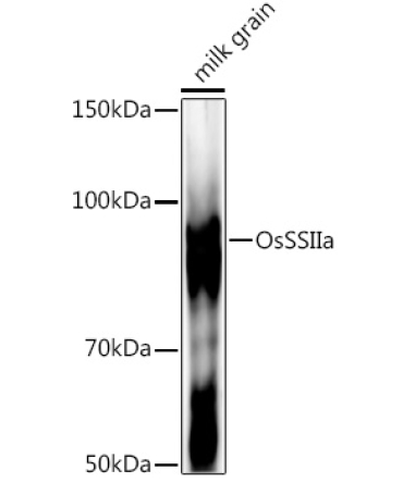OsSSIIa Rabbit Polyclonal Antibody