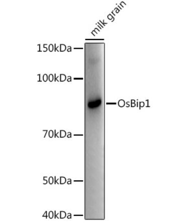 OsBip1 Rabbit Polyclonal Antibody