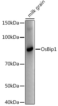 OsBip1 Rabbit Polyclonal Antibody