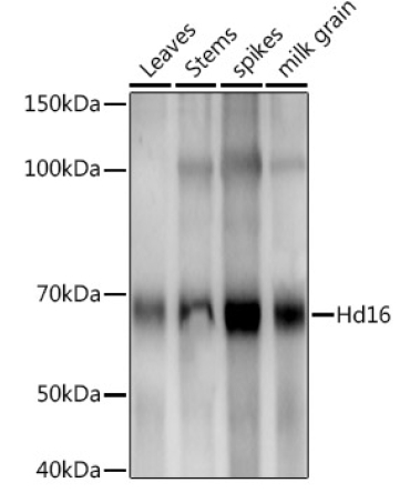 Hd16 Rabbit Polyclonal Antibody