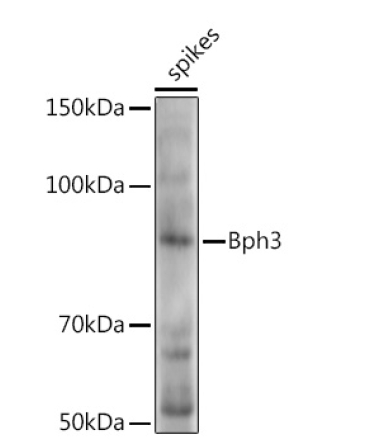 Bph3 Rabbit Polyclonal Antibody