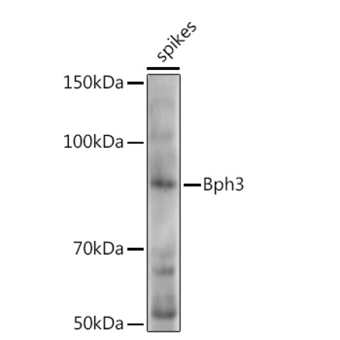 Bph3 Rabbit Polyclonal Antibody