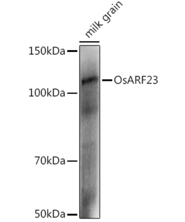 OsARF23 Rabbit Polyclonal Antibody