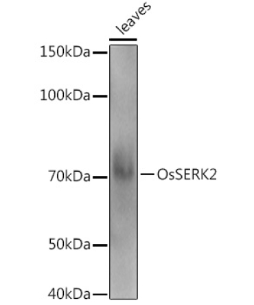 OsSERK2 Rabbit Polyclonal Antibody