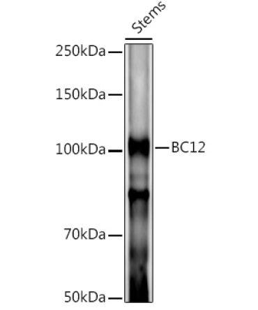 BC12 Rabbit Polyclonal Antibody