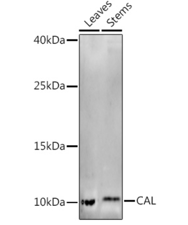 CAL Rabbit Polyclonal Antibody