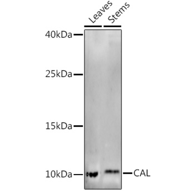 CAL Rabbit Polyclonal Antibody